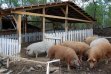 Mangalica
