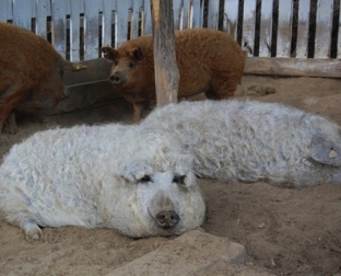 Elindult Románia első hivatalosan működő mangalicafarmja
