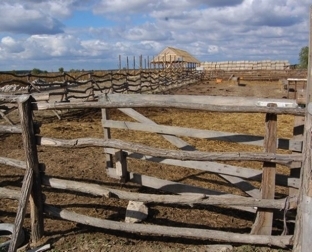 Raising cattle in extensive system for healthier meat